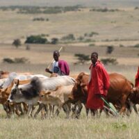 Fulani Herdsmen are Spies