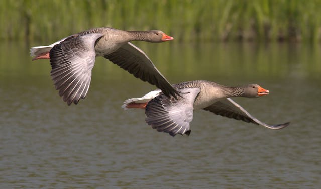 Postcolonial Songs - Wild Geese