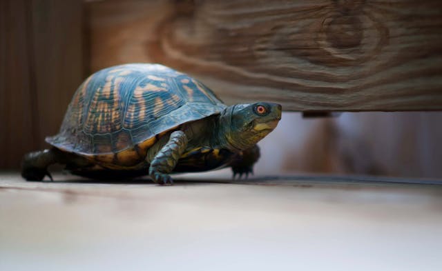 Tortoise and the Sweet Stool